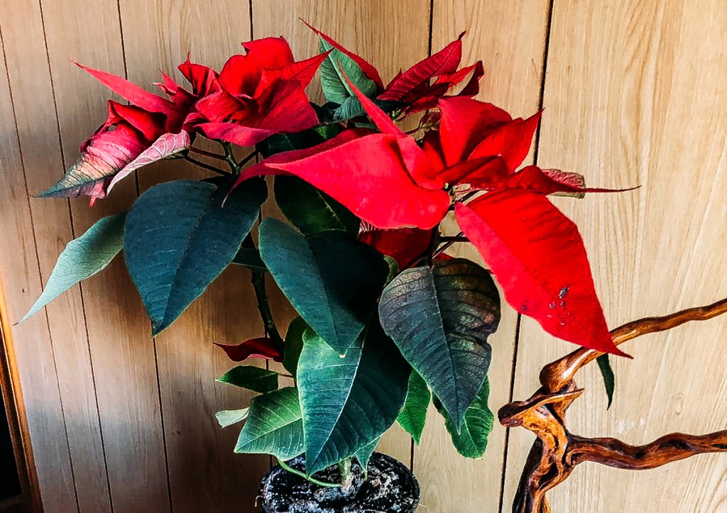 La Resilienza spiegata da un&nbsp;Fiore