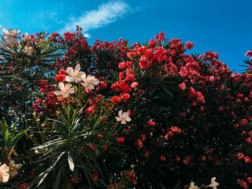 Perché affrontare le difficoltà con determinazione. Cosa ho imparato dalla mia&nbsp;esperienza.